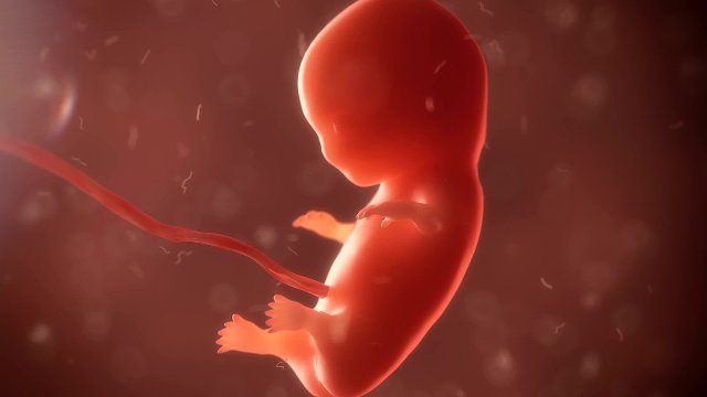 COMECE Európskemu parlamentu: Právo na život neslobodno uprieť